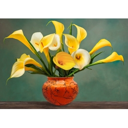 Tableau sur toile, affiche, Vase de lys calla jaunes de Luca Villa