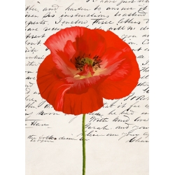 Floral art print and canvas, Poppy I by Elena Dolci