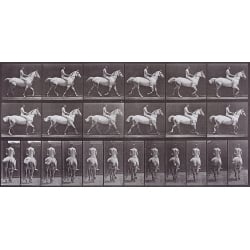 Tableau photo vintage avec cheval, Animal Locomotion, Muybridge