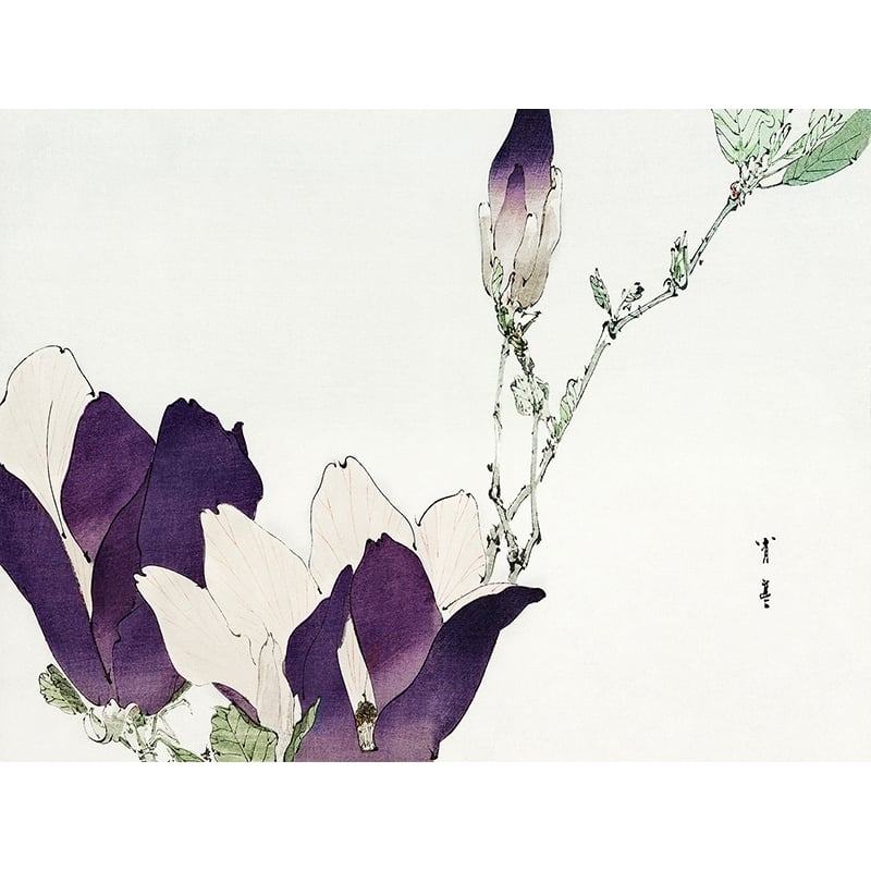 Tableau et affiche japon, Magnolia pourpre de Watanabe Seitei