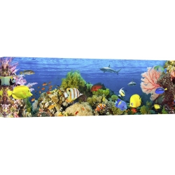 Wall art print and canvas. Pangea Images, Life in the Coral Reef, Maldives