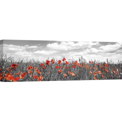 Wall art print and canvas. Krahmer, Poppies in corn field, Bavaria, Germany
