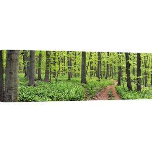 Wall art print and canvas. Krahmer, Beech forest, Germany