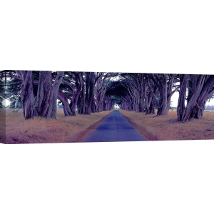 Cuadros naturaleza en canvas. Monterey Cypress Trees, California