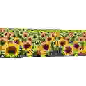 Cuadros de flores en canvas. Marzari, Girasoles (detalle)