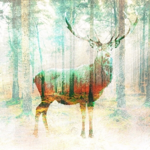 Wall art print and canvas. Arlo Wren Photos, Lord of the Woods (detail)