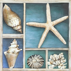 Cuadros marinos en canvas. Ted Broome, Conchas de mar II