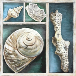 Cuadros marinos en canvas. Ted Broome, Conchas de mar V