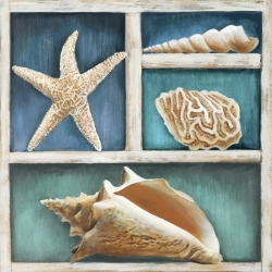 Tableau sur toile. Ted Broome, Coquillages de mer VI