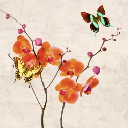 Tableau sur toile. Teo Rizzardi, Orchidées et papillons I