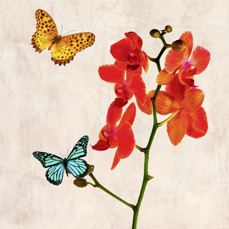 Mariposa y orquídeas rojas cuadros decorativos Alberta Deco
