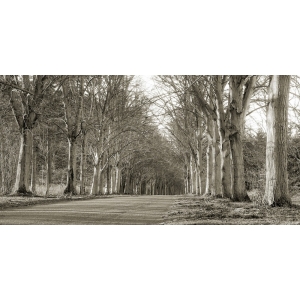 Cuadros naturaleza en canvas. Avenida arbolada, Norfolk, Reino Unido