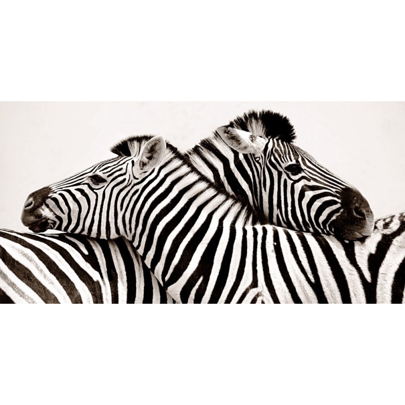 Cuadro animales, fotografía en canvas. Anónimo, Cebras enamoradas
