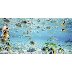 Wall art print and canvas. Pangea Images, Fish and sharks in Bora Bora lagoon