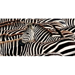 Wall art print and canvas. Pangea Images, Herd of zebras