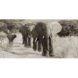 Quadro, stampa su tela. Mandria di Elefanti Africani Kenya