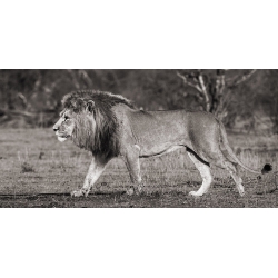 Cuadro de león en canvas. Pangea Images, León en la sabana africana