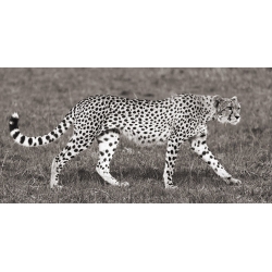Cuadro animales, fotografía en canvas. Caza de guepardo, Masai Mara