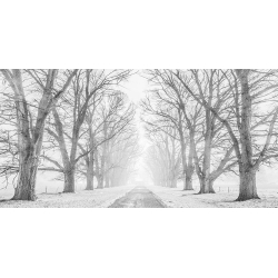 Tableau sur toile. Route bordée d'arbres dans la neige