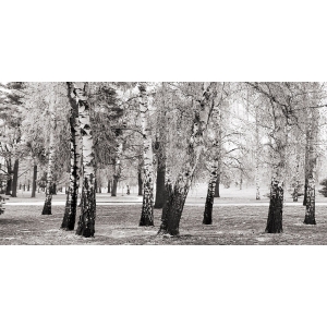 Wall art print and canvas. Pangea Images, Birches in a Park