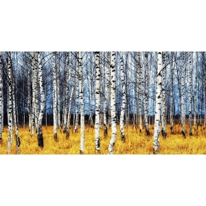 Cuadros naturaleza en canvas. Oleg Znamenskiy, Abedules en el otoño