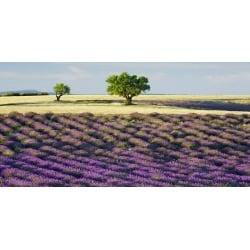 Leinwandbilder. Frank Krahmer, Lavendelfeld in der Provence, Frankreich