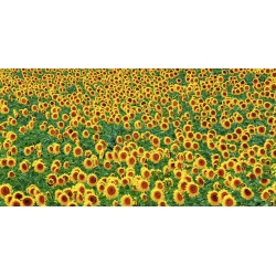 Wall art print and canvas. Krahmer, Sunflower field, France