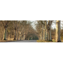 Wall art print and canvas. Tree Lined Road, Norfolk, UK