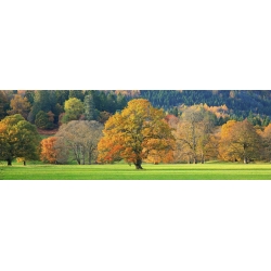 Leinwandbilder. Anonym, Herbstbäume, Schottland