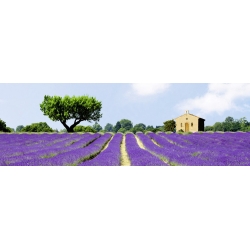 Leinwandbilder. Lavendelfelder in Frankreich