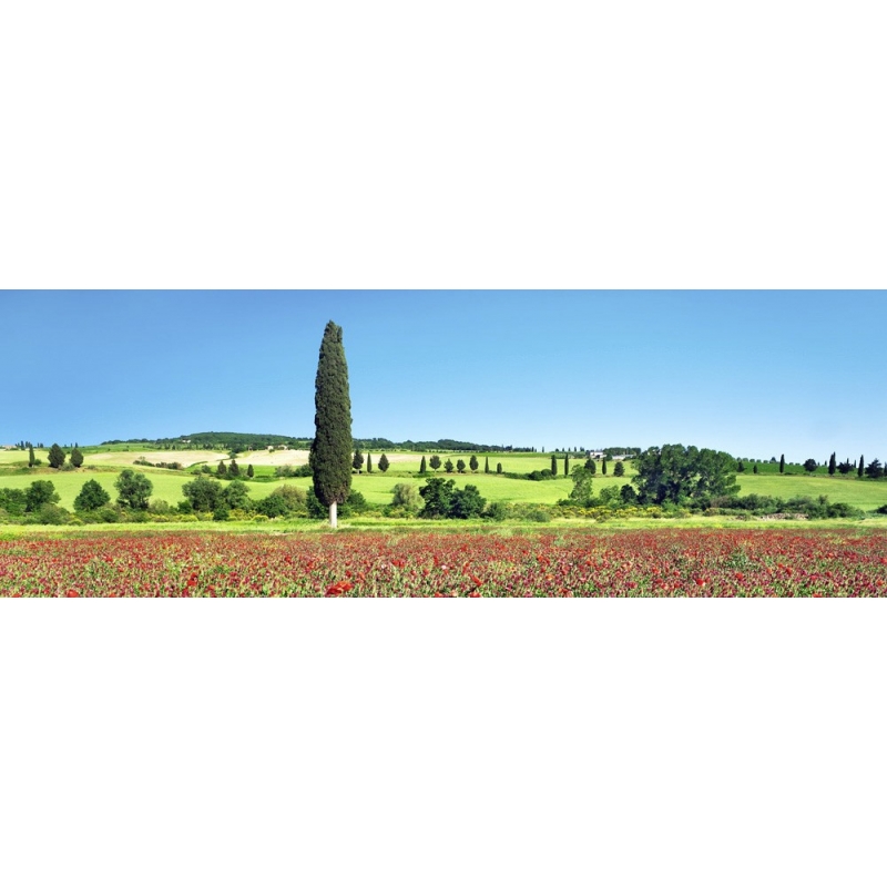 Leinwandbilder. Zypressen in einem Mohnfeld, Toskana, Italien