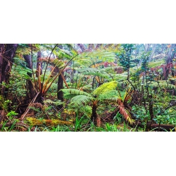 Cuadros naturaleza en canvas. Bosque de palmeras y helechos, Hawaii