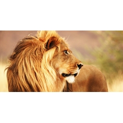 Cuadro de león en canvas. León, Namibia (detalle)