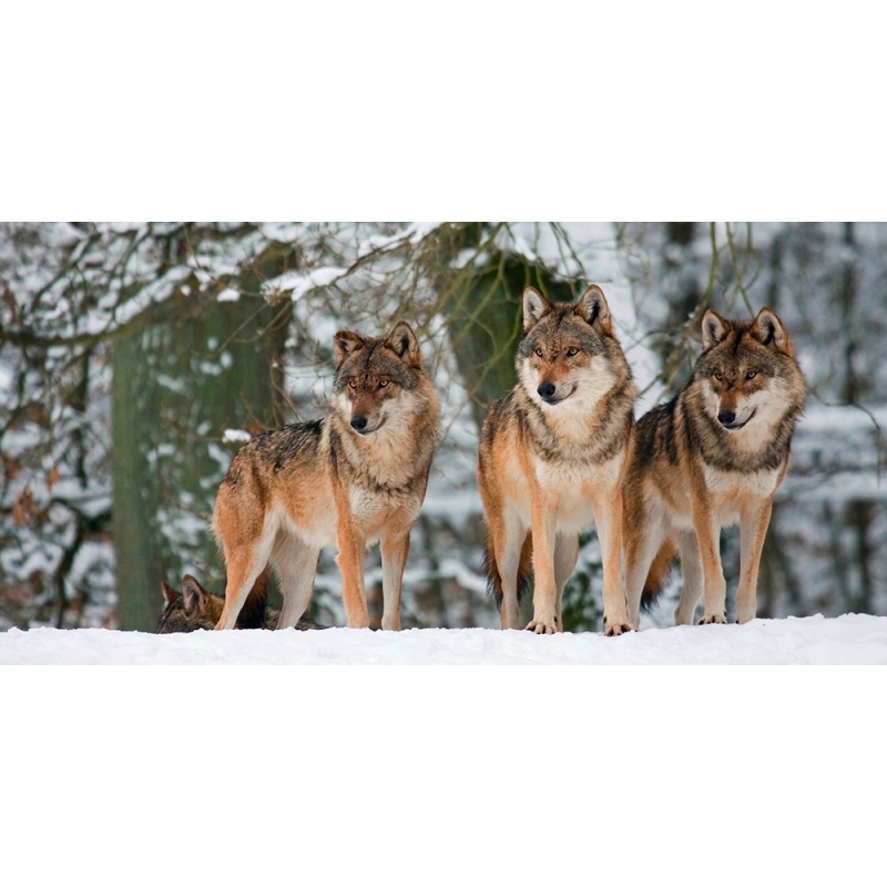 Tableau sur toile. Anonyme, Loups dans la neige, Allemagne (détail)