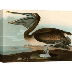 Tableau sur toile. John James Audubon, Pélican brun (Brown Pelican)