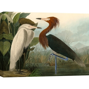 Leinwandbilder. John James Audubon, Purple Heron