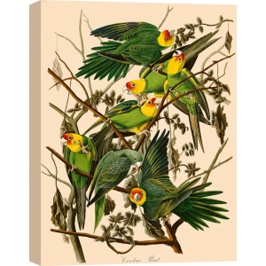 Wall art print and canvas. John James Audubon, Carolina Parrot