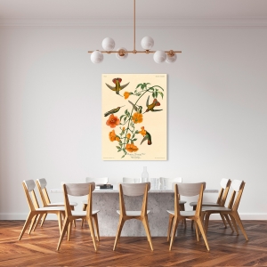 Wall art print and canvas. John James Audubon, Mangrove Humming Bird