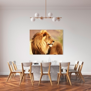Cuadro de león en canvas. León, Namibia