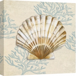 Cuadros marinos en canvas. Ted Broome, Conchas marinas II