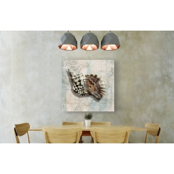 Wall art print and canvas. Ted Broome, Sea shell