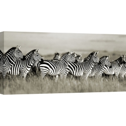 Wall art print and canvas. Krahmer, Grant's zebra, Masai Mara, Kenya