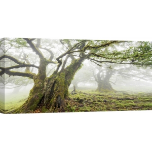 Wall art print and canvas. Krahmer, Laurel forest in fog, Madeira, Portugal
