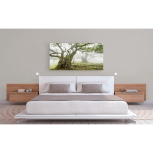 Wall art print and canvas. Krahmer, Laurel forest in fog, Madeira, Portugal