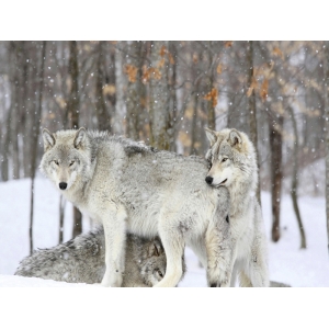 Wall art print and canvas. Grey wolves huddle together during a snowstorm, Quebec