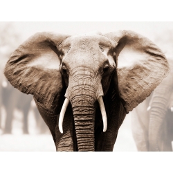 Cuadro animales, fotografía en canvas. Anónimo, Elefante africano