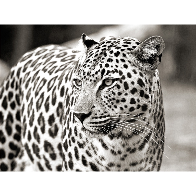Cuadro animales, fotografía en canvas. Retrato de un leopardo