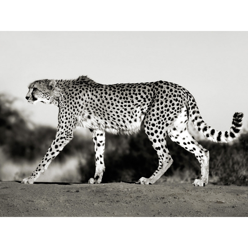 Quadro, stampa su tela. Frank Krahmer, Ghepardo, Namibia, Africa