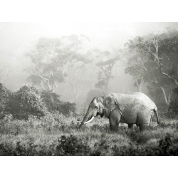 Tableau sur toile. Frank Krahmer, Éléphants d'Afrique, Tanzanie