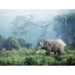 Tableau sur toile. Frank Krahmer, Éléphants d'Afrique, Tanzanie